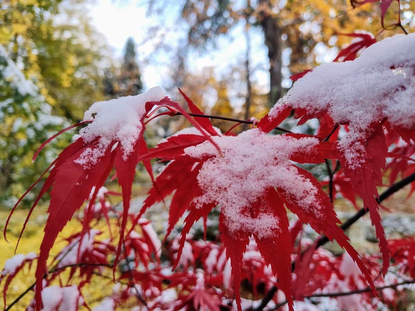 Ogród Botaniczny zimą