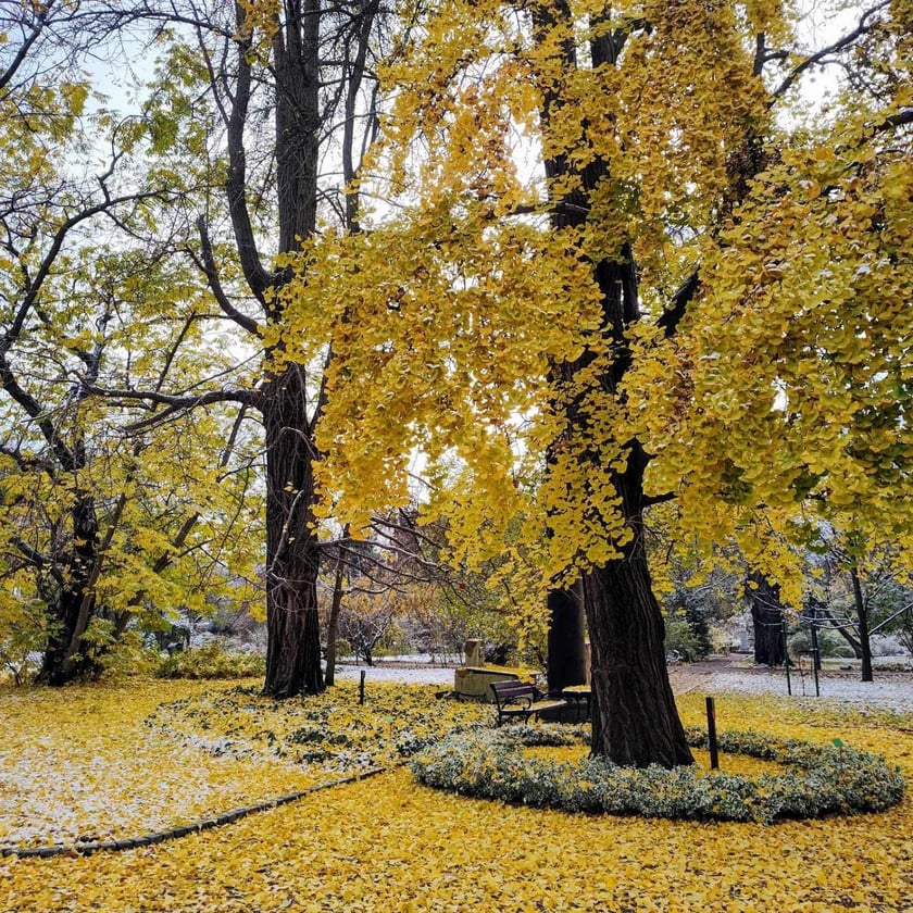 Ogród Botaniczny zimą