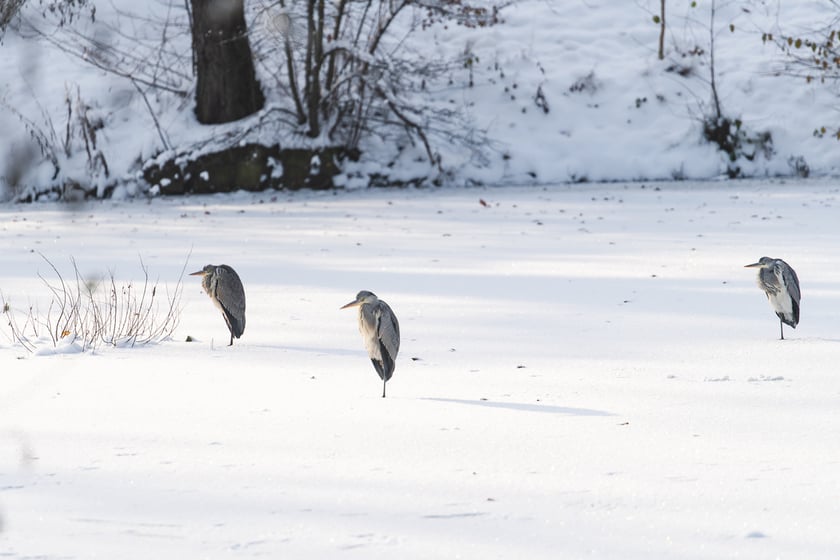Zoo zimą