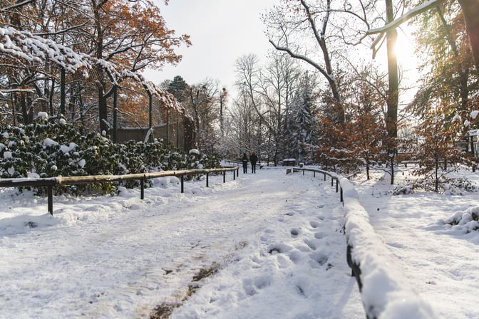 Zoo zimą