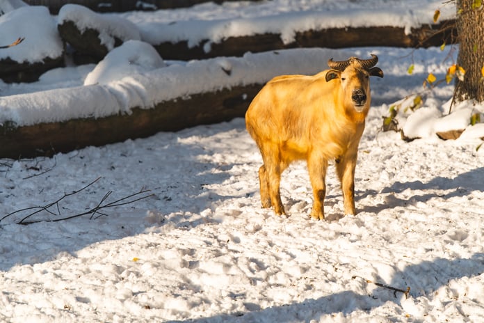Zoo zimą