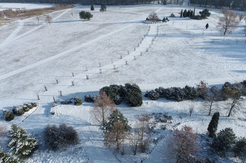 Arboretum Leśne.&nbsp;Aleja Jana Pawła II i Dąb Papieski