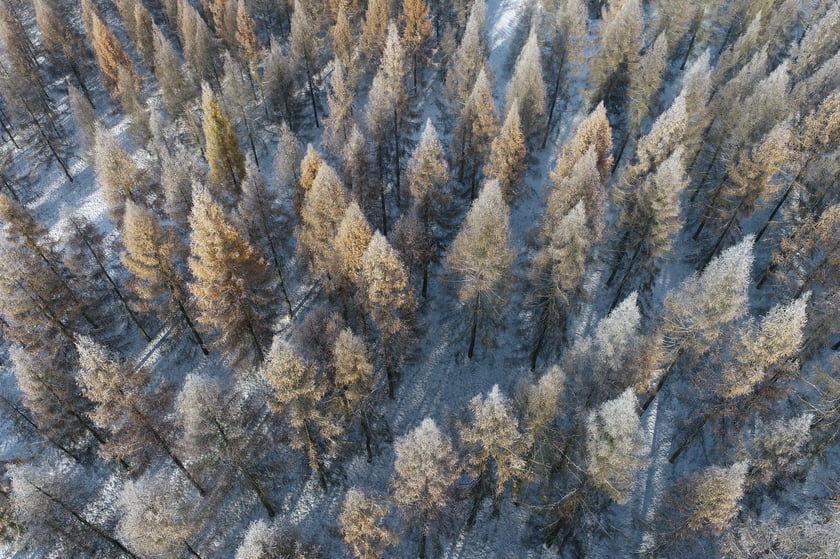 Arboretum Leśne. Plantacja modrzewia europejskiego