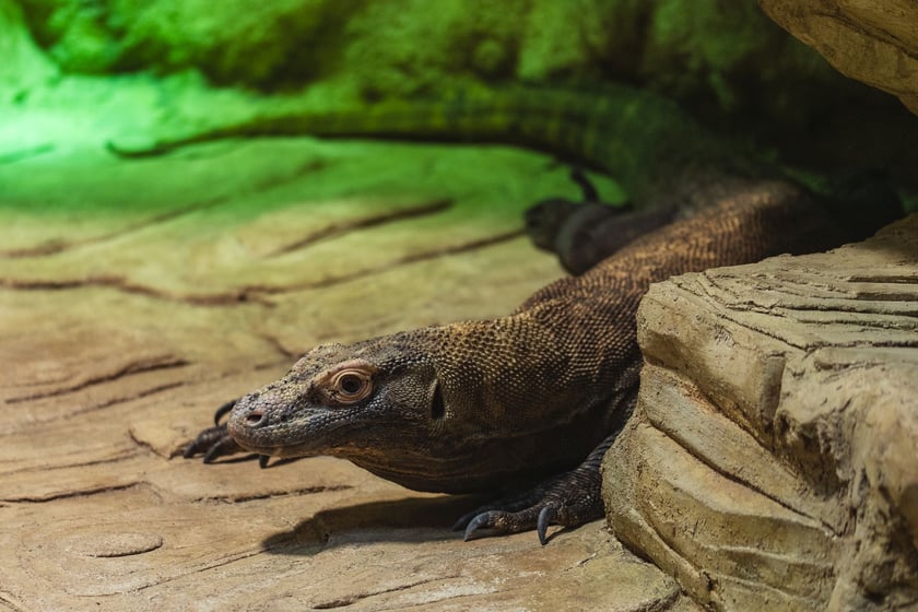 Flores, samica warana z Komodo