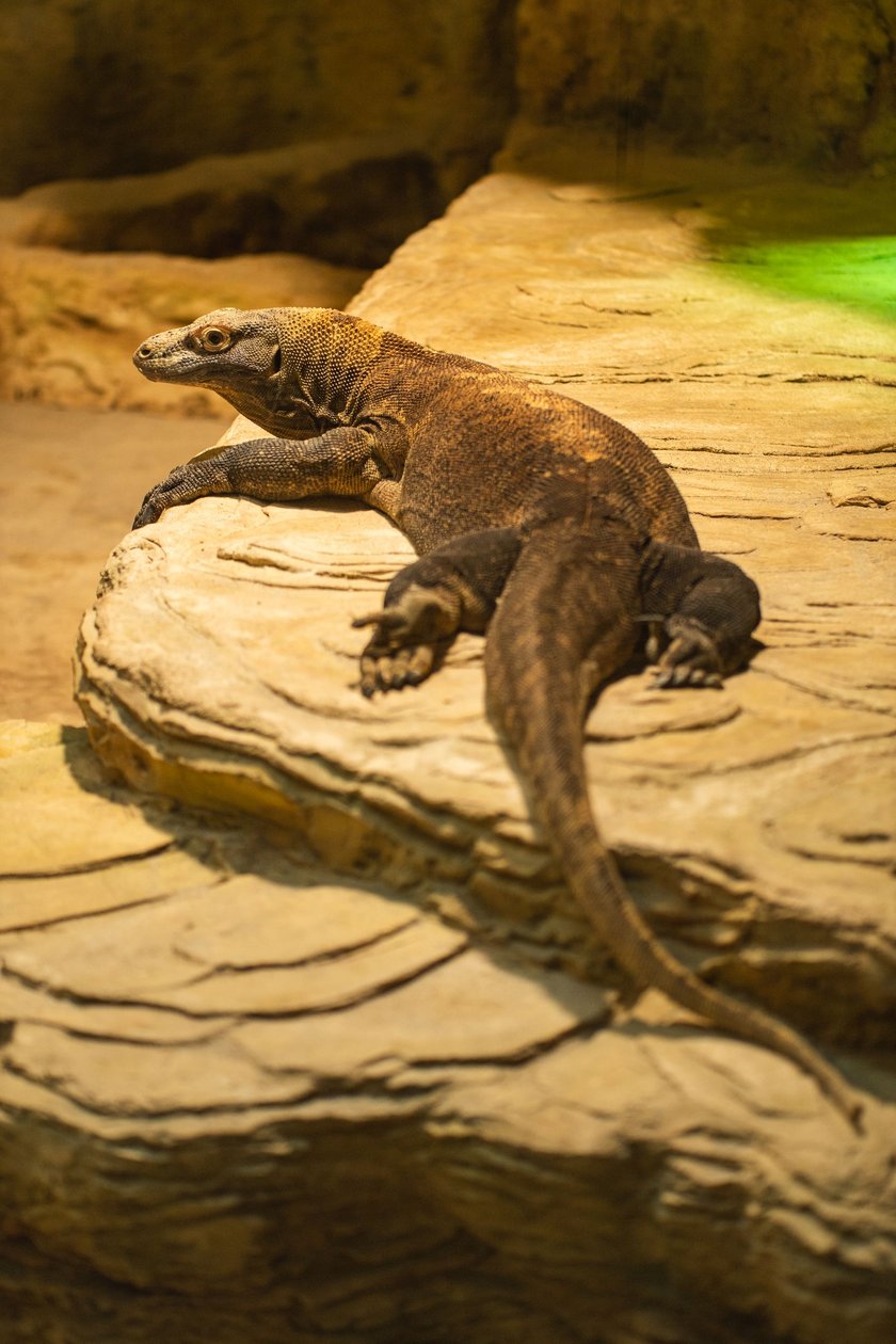 Flores, samica warana z Komodo