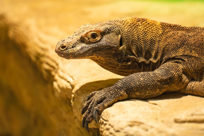 Flores, samica warana z Komodo