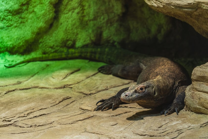 Flores, samica warana z Komodo