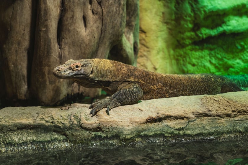 Flores, samica warana z Komodo