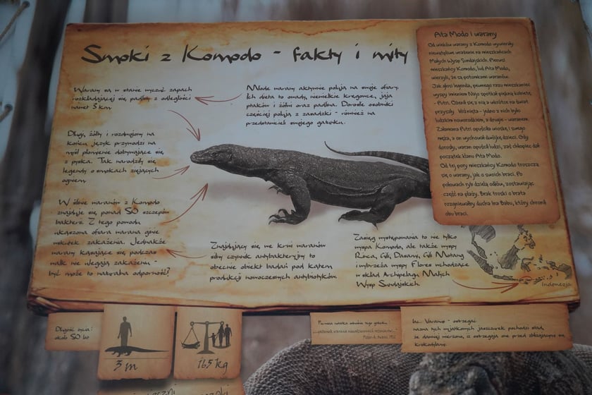 Flores, samica warana z Komodo