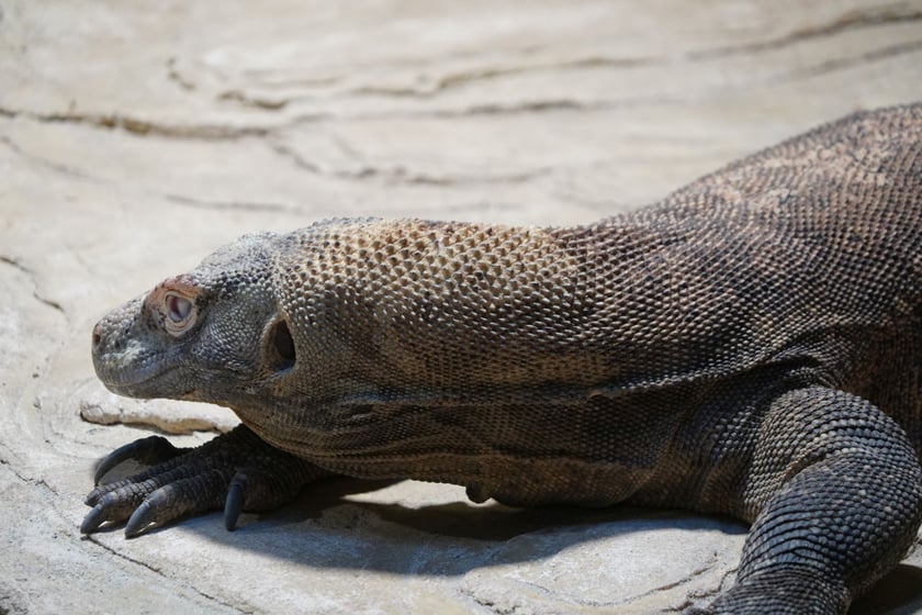 Flores, samica warana z Komodo
