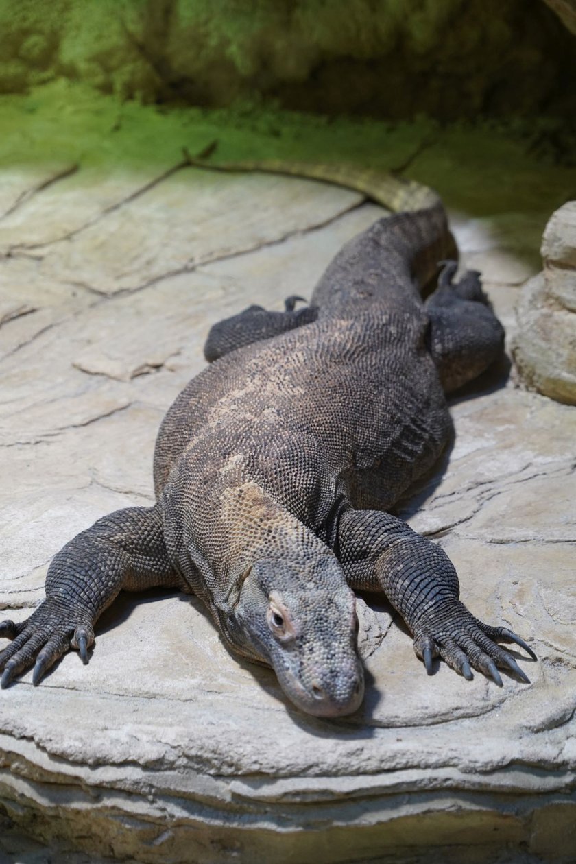 Flores, samica warana z Komodo