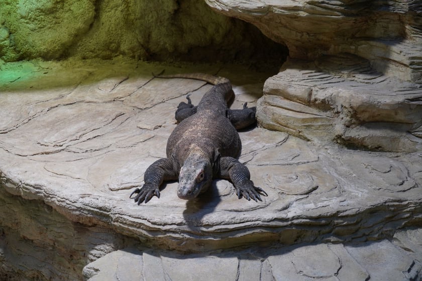 Flores, samica warana z Komodo