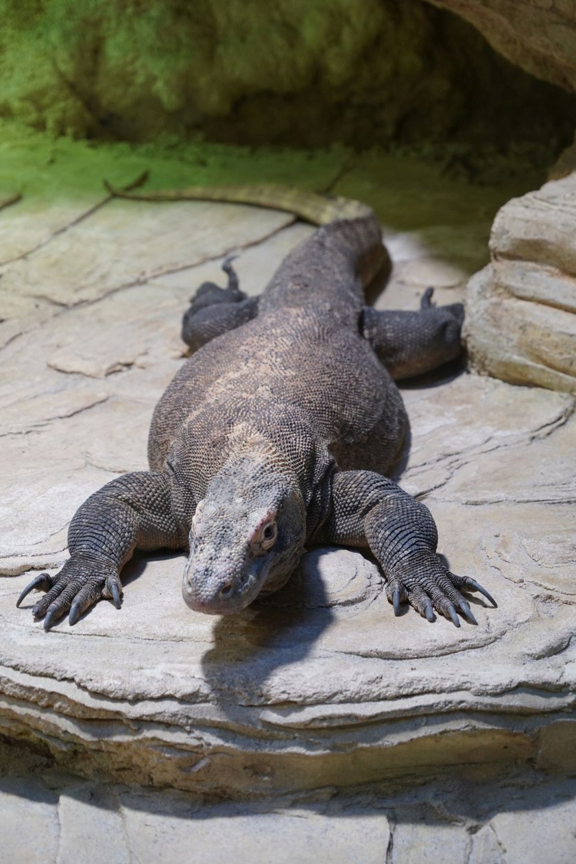 Flores, samica warana z Komodo