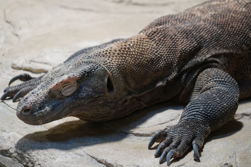 Flores, samica warana z Komodo