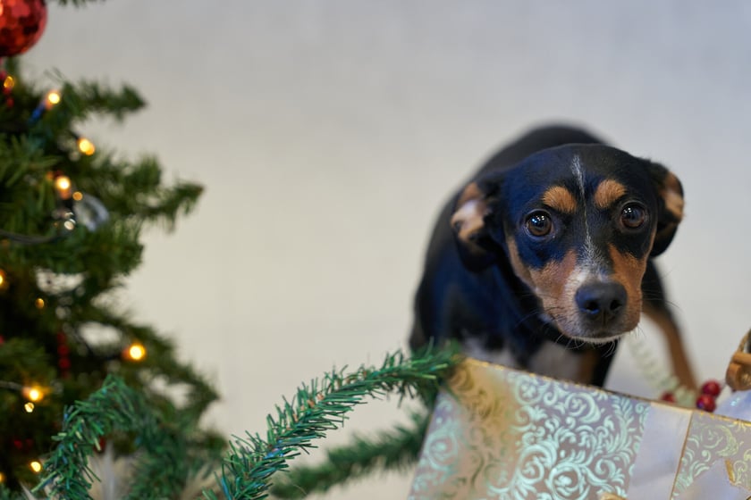 Ok. 3-letnia maleńka suczka Frania wkr&oacute;tce będzie się polecać do adopcji. Trafiła do schroniska jako znaleziona wraz z dw&oacute;jką szczeniak&oacute;w. Frania jest bardzo miłą i energiczną suczką. Lubi biegać i eksplorować nowe tereny. Szybko związuje się z opiekunem.