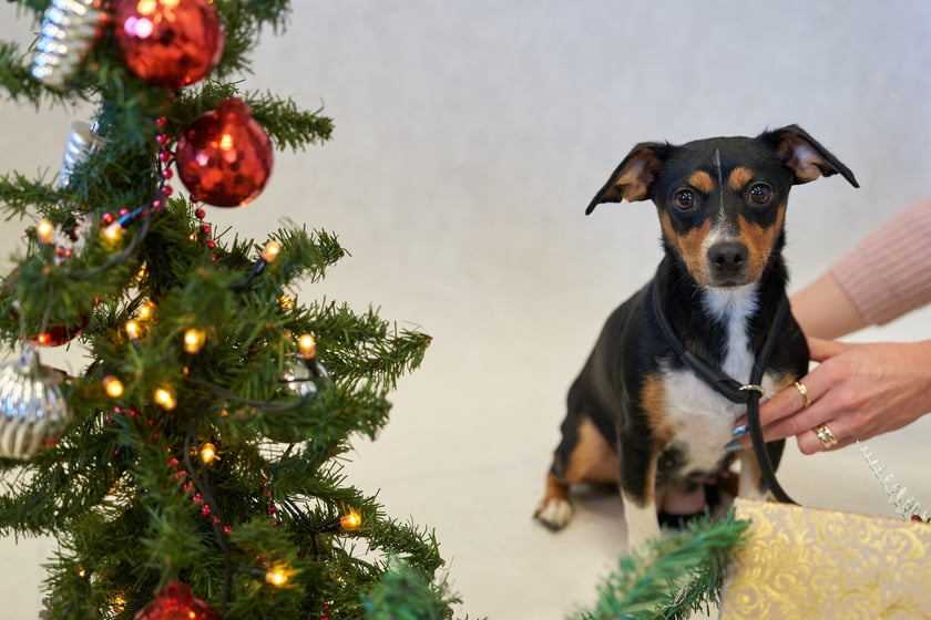 Ok. 3-letnia maleńka suczka Frania wkr&oacute;tce będzie się polecać do adopcji. Trafiła do schroniska jako znaleziona wraz z dw&oacute;jką szczeniak&oacute;w. Frania jest bardzo miłą i energiczną suczką. Lubi biegać i eksplorować nowe tereny. Szybko związuje się z opiekunem.