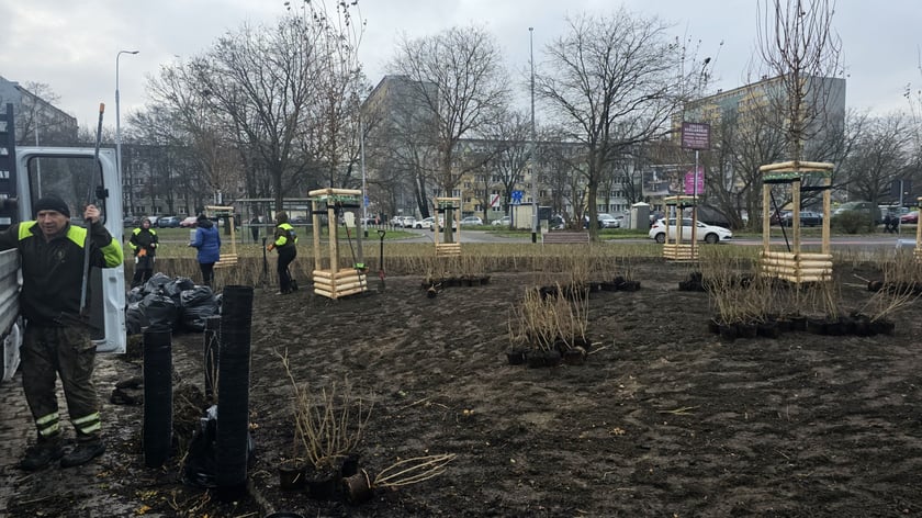 Nasadzenia na Hubach, Gaju i Tarnogaju - 13 grudnia 2023 r.