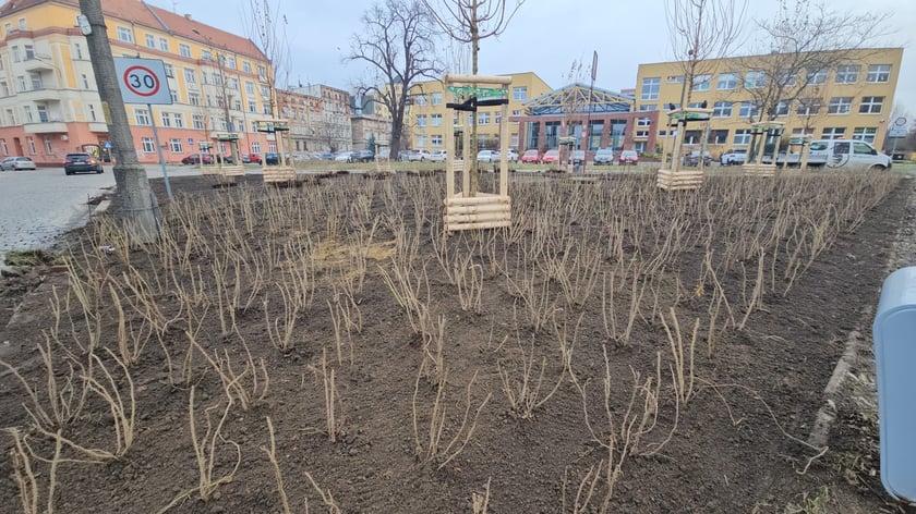 Nasadzenia na Hubach, Gaju i Tarnogaju - 13 grudnia 2023 r.