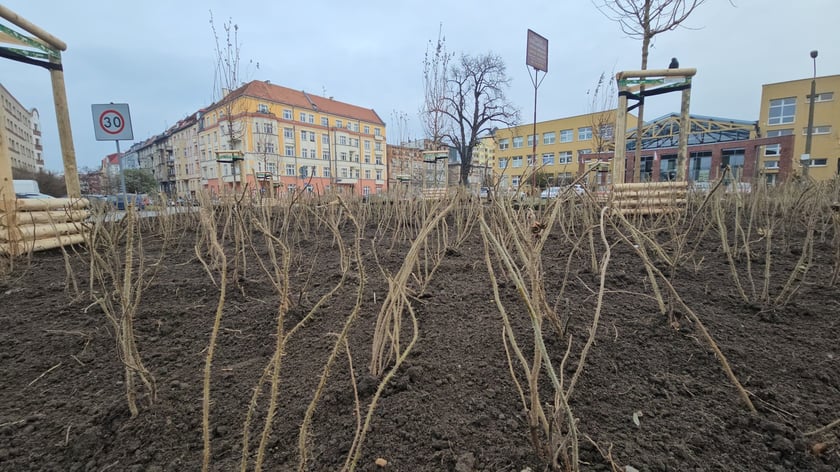 Nasadzenia na Hubach, Gaju i Tarnogaju - 13 grudnia 2023 r.