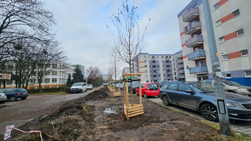 Nasadzenia na Hubach, Gaju i Tarnogaju - 13 grudnia 2023 r.