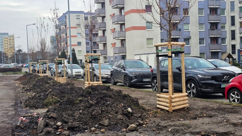 Nasadzenia na Hubach, Gaju i Tarnogaju - 13 grudnia 2023 r.