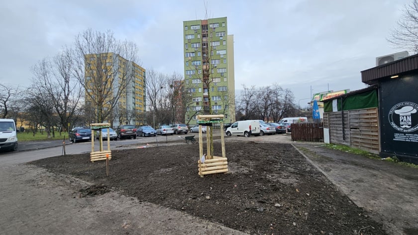 Nasadzenia na Hubach, Gaju i Tarnogaju - 13 grudnia 2023 r.
