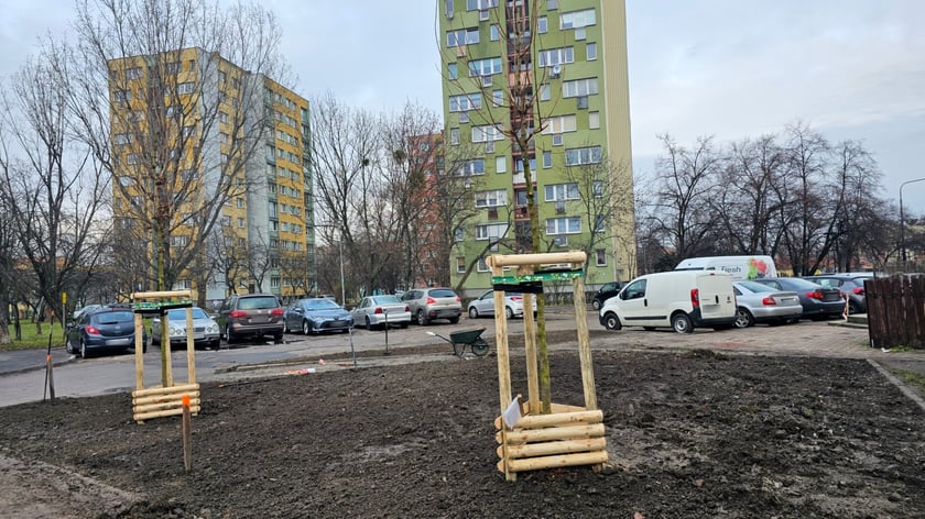 Nasadzenia na Hubach, Gaju i Tarnogaju - 13 grudnia 2023 r.