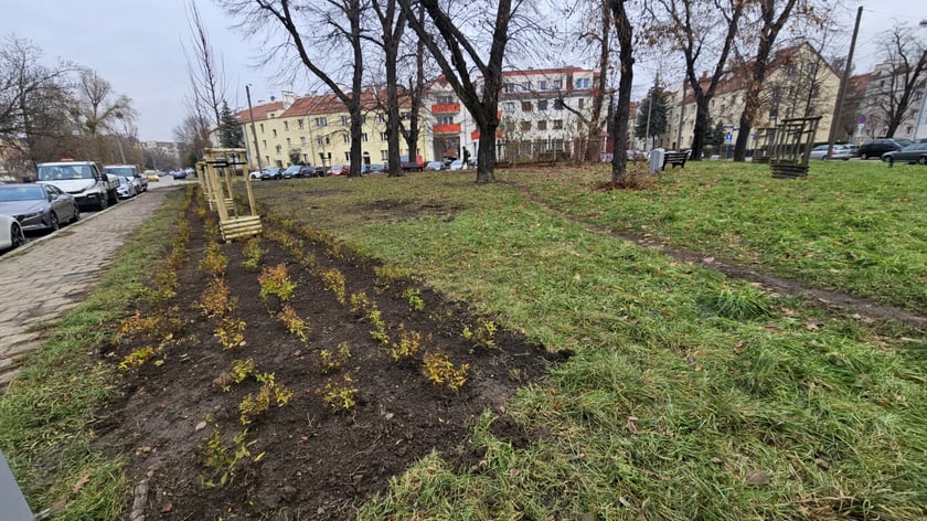 Nasadzenia na Hubach, Gaju i Tarnogaju - 13 grudnia 2023 r.