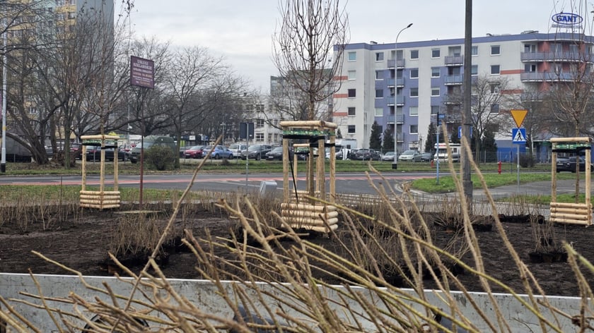 Nasadzenia na Hubach, Gaju i Tarnogaju - 13 grudnia 2023 r.