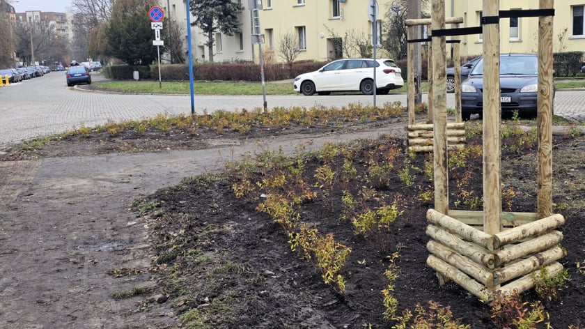 Nasadzenia na Hubach, Gaju i Tarnogaju - 13 grudnia 2023 r.