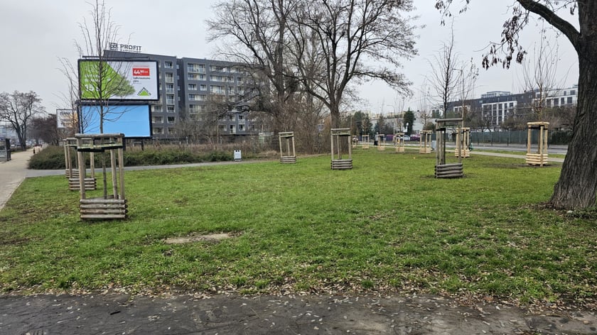 Nasadzenia na Hubach, Gaju i Tarnogaju - 13 grudnia 2023 r.