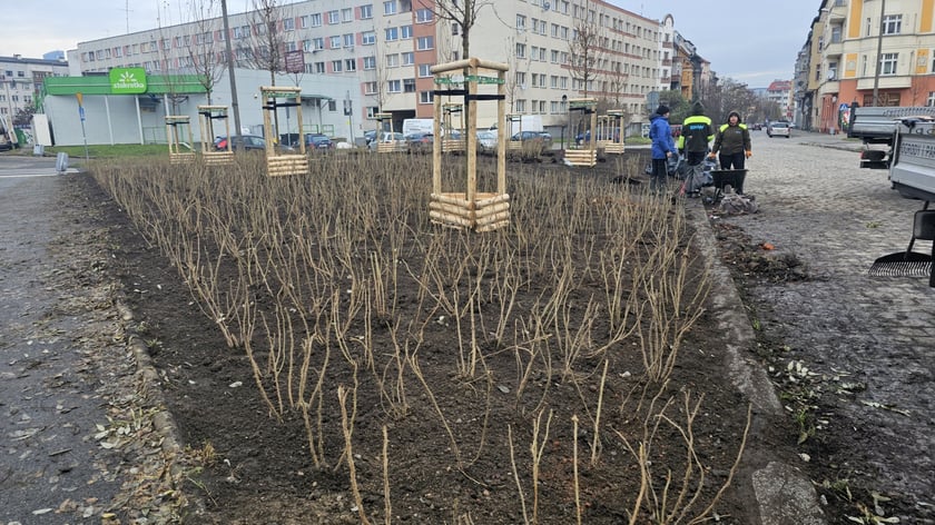 Nasadzenia na Hubach, Gaju i Tarnogaju - 13 grudnia 2023 r.