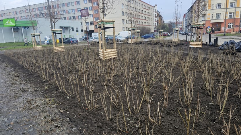 Nasadzenia na Hubach, Gaju i Tarnogaju - 13 grudnia 2023 r.