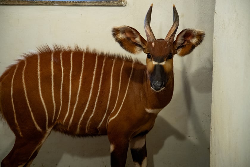 Wrocławskie zoo powitało nową mieszkankę o bardzo dźwięcznym imieniu &ndash; Melody. To samica bongo leśnego odmiany g&oacute;rskiej &ndash; bardzo rzadkiego ssaka kopytnego. W naturze, w Afryce Środkowej, żyje około 100 tych antylop.Melody ma 2,5 roku i przyjechała do Wrocławia z warszawskiego zoo. Dołączyła do Miśka, samca bongo, kt&oacute;ry trafił do Wrocławia w ubiegłym roku z Gdańska.