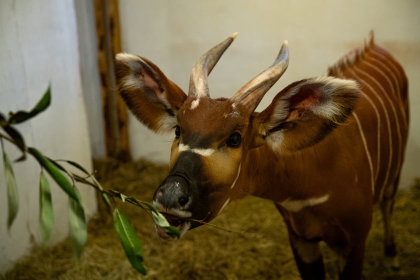 Wrocławskie zoo powitało nową mieszkankę o bardzo dźwięcznym imieniu &ndash; Melody. To samica bongo leśnego odmiany g&oacute;rskiej &ndash; bardzo rzadkiego ssaka kopytnego. W naturze, w Afryce Środkowej, żyje około 100 tych antylop.Melody ma 2,5 roku i przyjechała do Wrocławia z warszawskiego zoo. Dołączyła do Miśka, samca bongo, kt&oacute;ry trafił do Wrocławia w ubiegłym roku z Gdańska.
&nbsp;
