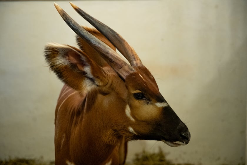 Wrocławskie zoo powitało nową mieszkankę o bardzo dźwięcznym imieniu &ndash; Melody. To samica bongo leśnego odmiany g&oacute;rskiej &ndash; bardzo rzadkiego ssaka kopytnego. W naturze, w Afryce Środkowej, żyje około 100 tych antylop.Melody ma 2,5 roku i przyjechała do Wrocławia z warszawskiego zoo. Dołączyła do Miśka, samca bongo, kt&oacute;ry trafił do Wrocławia w ubiegłym roku z Gdańska.
&nbsp;