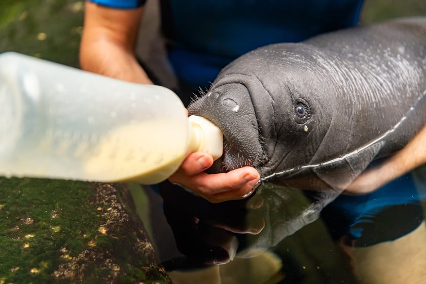 We wrocławskim zoo urodził się manat karaibski! To samiec i piąte już młode tego gatunku, kt&oacute;re przyszło na świat w naszym ogrodzie. Manaciątko czuje się dobrze i rozwija się prawidłowo. Podobnie jak jego mama, Abel, syn także otrzyma imię rozpoczynające się na literę &ldquo;A&rdquo;.Manaty karaibskie można zobaczyć w Polsce jedynie we wrocławskim zoo. Mama najmłodszego manata, Abel, przyleciała do Wrocławia w 2017 roku z dalekiego Singapuru. Manaty czują się u nas wyjątkowo dobrze i regularnie rozmnażają. Stado liczy obecnie 6 osobnik&oacute;w.
&nbsp;