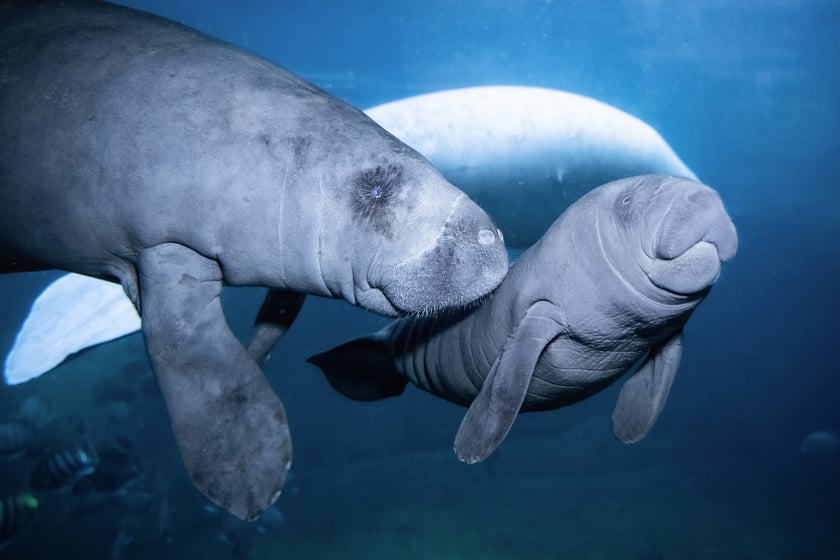 We wrocławskim zoo urodził się manat karaibski! To samiec i piąte już młode tego gatunku, kt&oacute;re przyszło na świat w naszym ogrodzie. Manaciątko czuje się dobrze i rozwija się prawidłowo. Podobnie jak jego mama, Abel, syn także otrzyma imię rozpoczynające się na literę &ldquo;A&rdquo;.Manaty karaibskie można zobaczyć w Polsce jedynie we wrocławskim zoo. Mama najmłodszego manata, Abel, przyleciała do Wrocławia w 2017 roku z dalekiego Singapuru. Manaty czują się u nas wyjątkowo dobrze i regularnie rozmnażają. Stado liczy obecnie 6 osobnik&oacute;w.