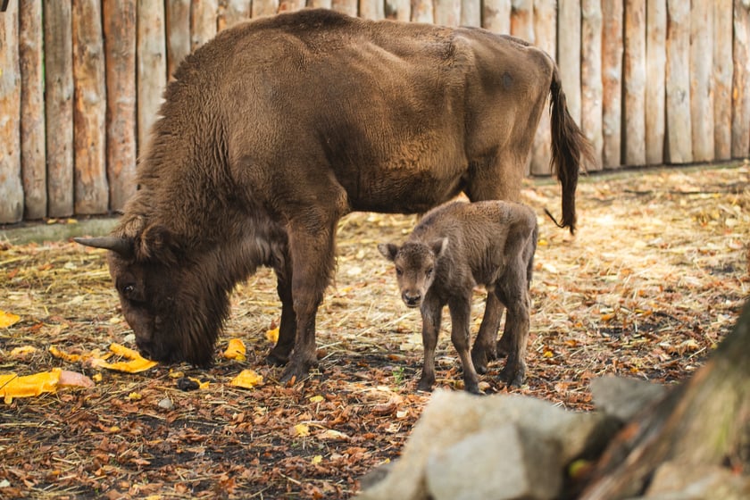 Pomelo i Podgrzybek to nowi mieszkańcy wrocławskiego zoo. Mają po około 30-40 kilogram&oacute;w. Na razie piją mleko, ale w przyszłości będą zajadały się sianem, zielonką i warzywami. Należą do gatunku, kt&oacute;ry kiedyś wymarł w naturze i uratowany został dzięki ogrodom zoologicznym.Cielaki czują się dobrze i coraz chętniej wychodzą na wybieg. Żubry europejskie można oglądać w zoo za Afrykarium, obok wybiegu okapi. Ekspozycja ciągle się zmienia, bo ten gatunek dobrze czuje się w ogrodzie, a tegoroczne młode są już kolejnymi urodzonymi we Wrocławiu.
&nbsp;