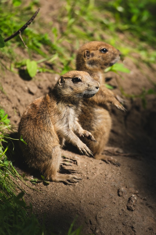 We wrocławskim zoo pojawił się nowy gatunek &ndash; nieświszczuki, znane bardziej jako pieski preriowe. To roślinożerne stadne zwierzęta zamieszkujące w naturze gł&oacute;wnie Stany Zjednoczone. Nieświszczuki porozumiewają się między sobą szeregiem dźwięk&oacute;w, przypominających szczeknięcia czy też piski. Wydają alarmujące dźwięki w momencie zagrożenia, na przykład gdy zauważą drapieżnika. Są niezwykle płochliwe i zwinne.
&nbsp;