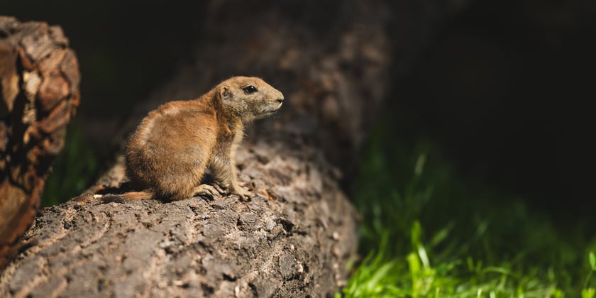 We wrocławskim zoo pojawił się nowy gatunek &ndash; nieświszczuki, znane bardziej jako pieski preriowe. To roślinożerne stadne zwierzęta zamieszkujące w naturze gł&oacute;wnie Stany Zjednoczone. Nieświszczuki porozumiewają się między sobą szeregiem dźwięk&oacute;w, przypominających szczeknięcia czy też piski. Wydają alarmujące dźwięki w momencie zagrożenia, na przykład gdy zauważą drapieżnika. Są niezwykle płochliwe i zwinne.
