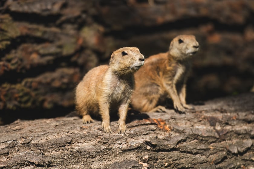 We wrocławskim zoo pojawił się nowy gatunek &ndash; nieświszczuki, znane bardziej jako pieski preriowe. To roślinożerne stadne zwierzęta zamieszkujące w naturze gł&oacute;wnie Stany Zjednoczone. Nieświszczuki porozumiewają się między sobą szeregiem dźwięk&oacute;w, przypominających szczeknięcia czy też piski. Wydają alarmujące dźwięki w momencie zagrożenia, na przykład gdy zauważą drapieżnika. Są niezwykle płochliwe i zwinne.
&nbsp;