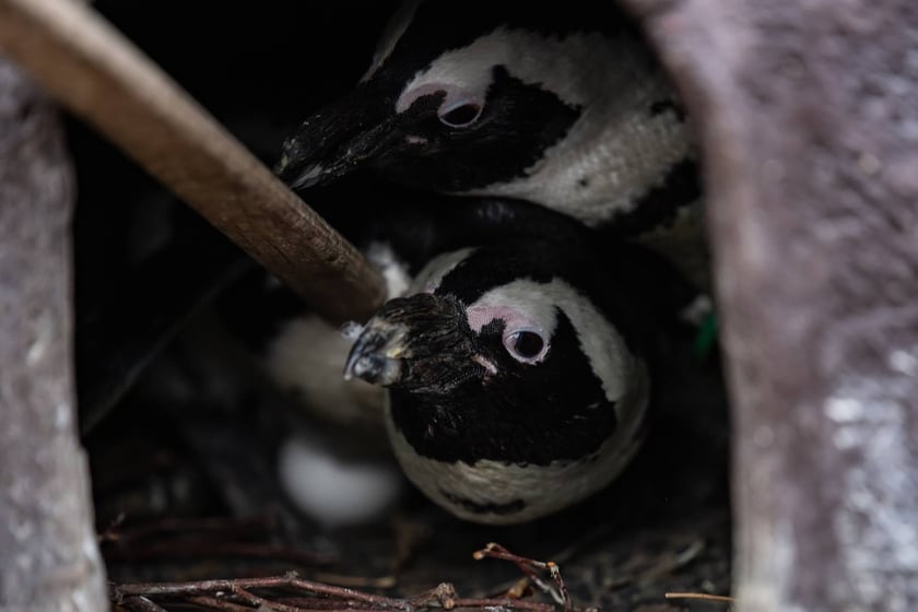 We wrocławskim zoo wykluły się także pingwiny.