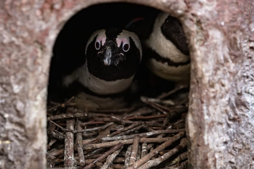 We wrocławskim zoo wykluły się także pingwiny.
&nbsp;