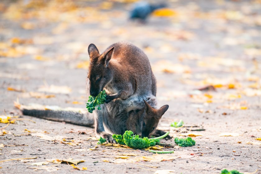 Kangur rdzawoszyi, walabia Bennetta także przyszedł na świat w Zoo Wrocław w 2023 roku. To gatunek ssaka z podrodziny kangur&oacute;w w obrębie rodziny kangurowatych. Ssak roślinożerny żyjący samotnie lub tworzący stada. Młode wielkości orzecha wędruje po porodzie do torby lęgowej matki, gdzie rozwija się jeszcze przez osiem miesięcy.
Kangury rdzawoszyje występują na terenach przybrzeżnych wschodniej Australii i Tasmanii. Są aktywne nocą, nad ranem lub p&oacute;źnym popołudniem. Żywią się gł&oacute;wnie liśćmi i trawą. Są poławiane dla mięsa i futra, a w pobliżu farm hodowlanych są tępione jako szkodniki.
&nbsp;