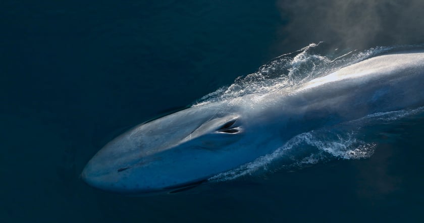 Kadr z filmu dokumentalnego „Pieśni wielorybów”