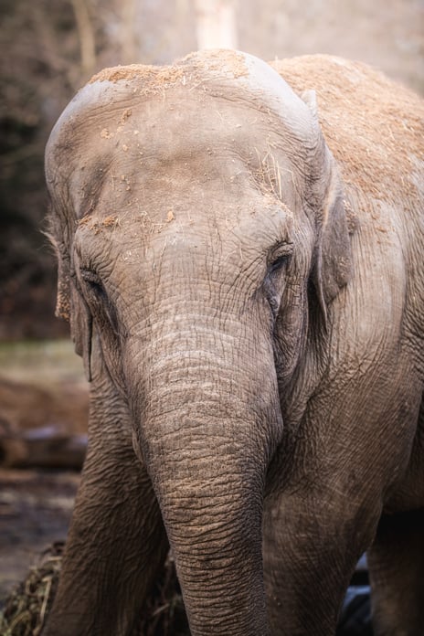 Jedna ze słonic z wrocławskiego zoo.