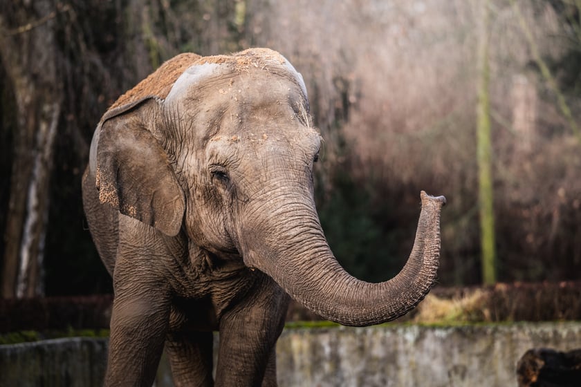 Jedna ze słonic z wrocławskiego zoo