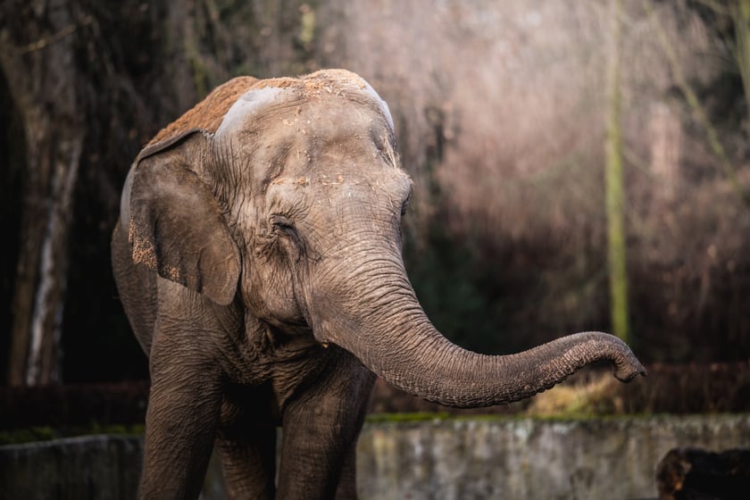 Jedna ze słonic z wrocławskiego zoo