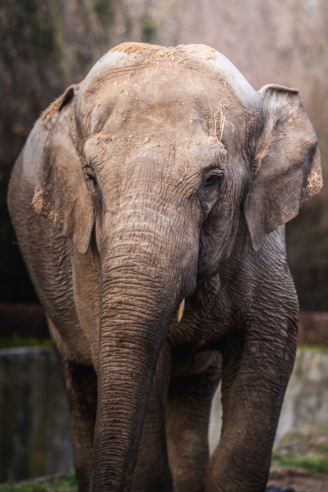 Jedna ze słonic z wrocławskiego zoo